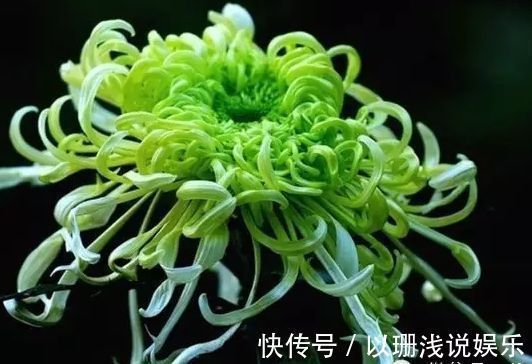 这几朵植物，适合平时养，花开似牡丹，娇而不躁，艳而不媚