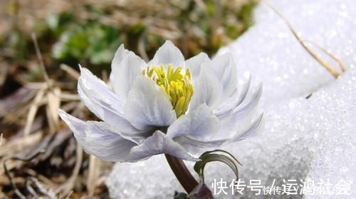 桫椤树|游山玩水碰上这4种花树，离远点不能挖，它们很珍贵