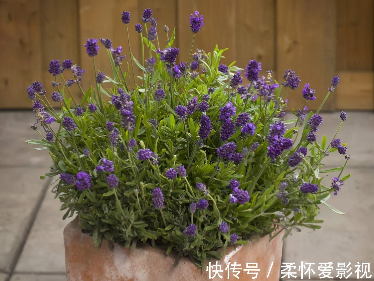 给卧室挑选盆栽,得兼顾安神的作用,聪明人早入手养这3样了