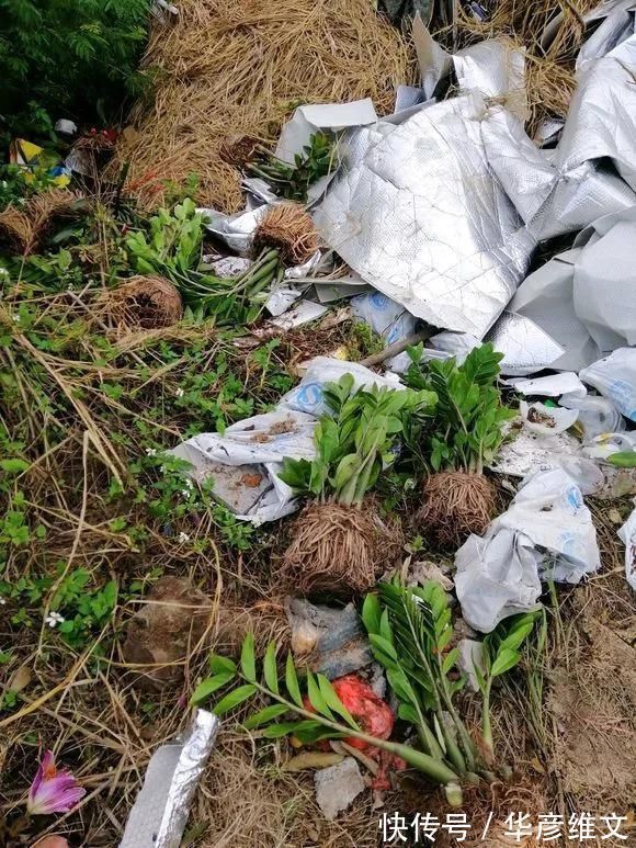 修剪|路边被人丢掉的名贵花,丢人也要捡,种盆里就开花