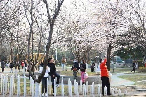 老街|四大江滩赏花地图来了！早樱成片，还有惊喜发现……