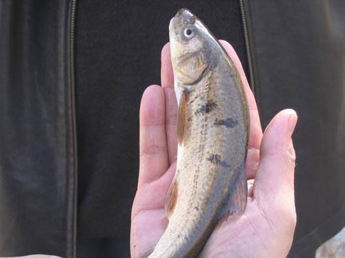 50年前是“救命粮”,味道鲜美,今存量多达10万吨却不让吃