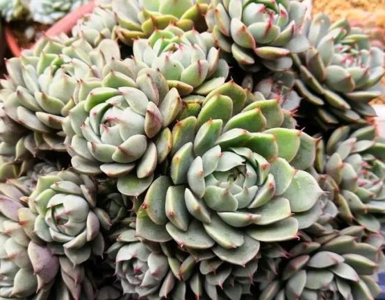 多肉长势差给它喂上“大补肥”，叶片肥又嫩，爆盆不难