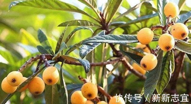 枇杷|受欢迎的是果实,岂不知花比它贵10倍,人称“软黄金”,值得关注