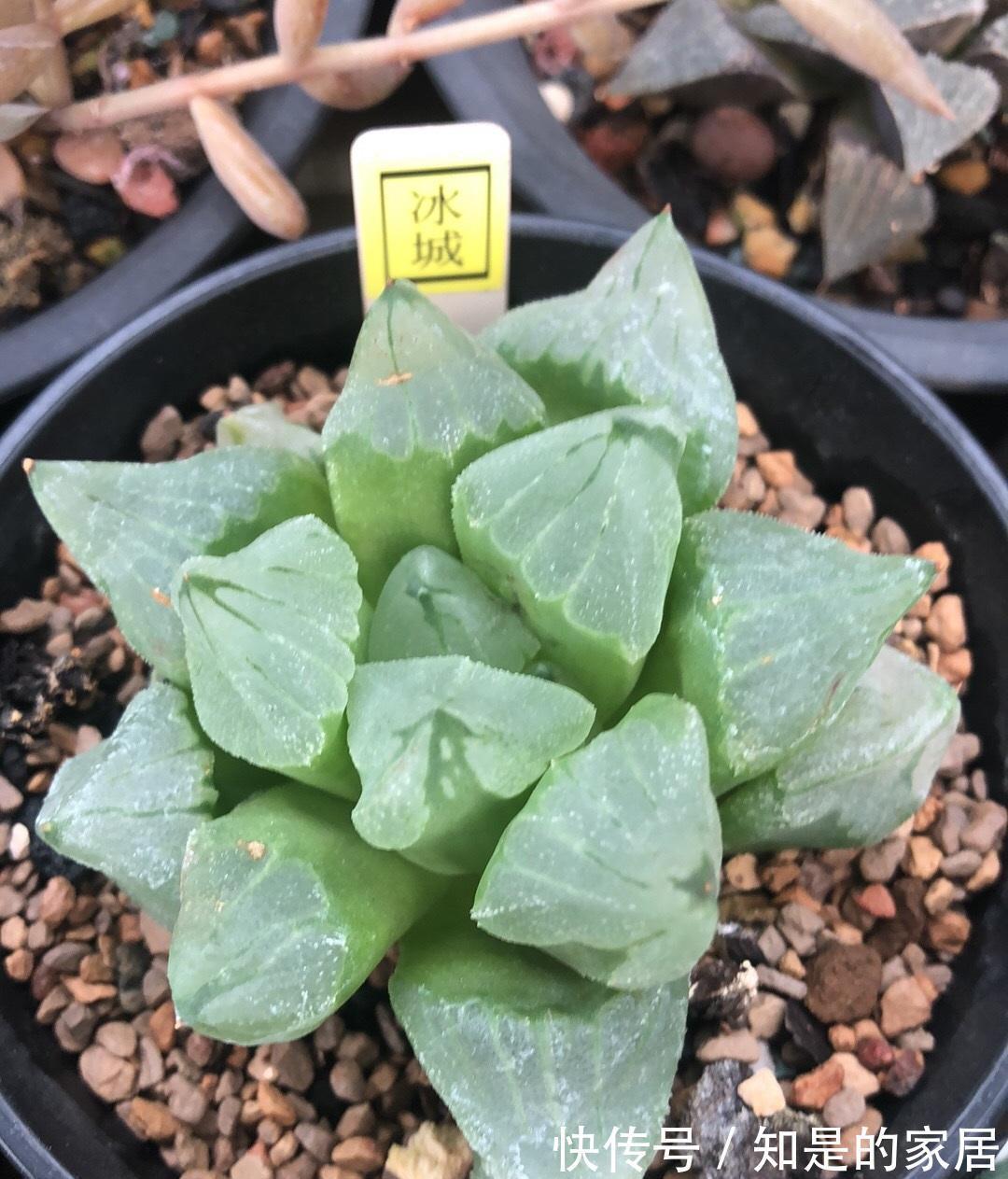 背窗三杰|多肉植物中的“背窗三杰”，叶子很通透，超好养护，颜值担当