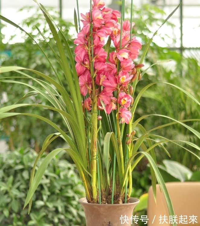 花盆|冬天盛开的8种花爱住“小房子”,花盆越大,越容易黄叶