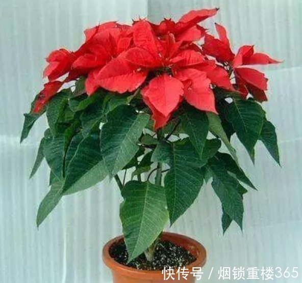 夹竹桃|“5种花”有毒,再漂亮也别养,家里有赶紧扔掉,要远离!