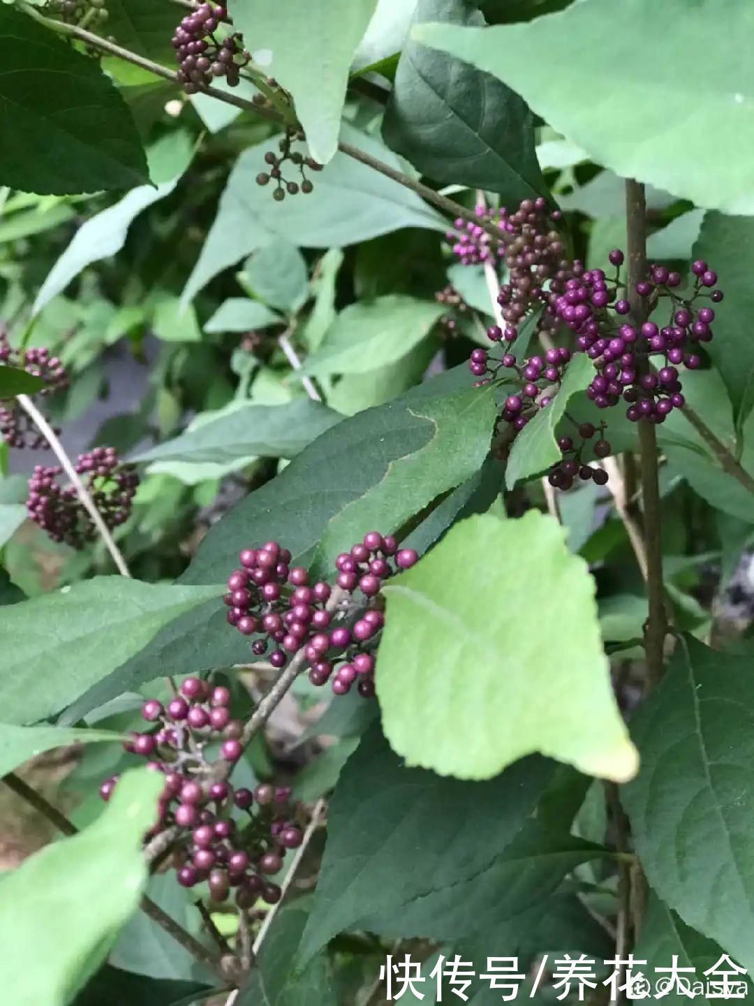 农村当柴烧的花，原来可以当盆景，给一千块也不卖