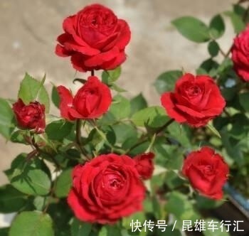 此花,好养耐活花量足,好看喜庆气质高,阳台放一盆,四季有花赏