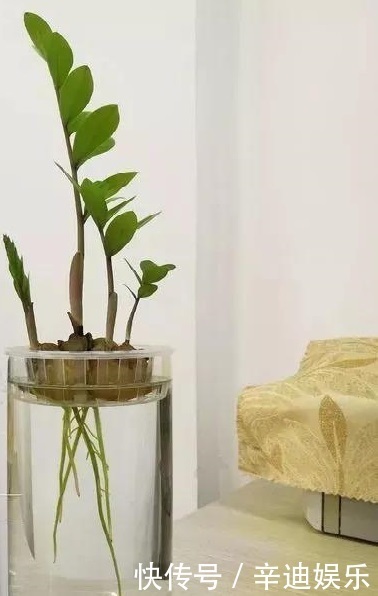 3种花养不好“别放弃”,直接扔水里,10天就生根,比绿萝还好养