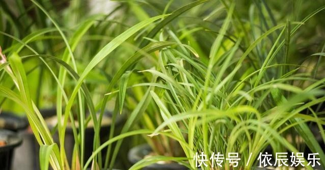 养好兰花和君子兰的四个命门,你做对了吗?看后定有收获