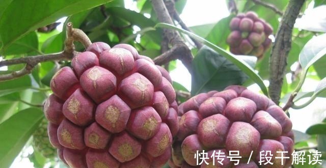 野果子|这野果长相奇奇怪怪,里面的果肉却是香甜可口,好吃易养活!