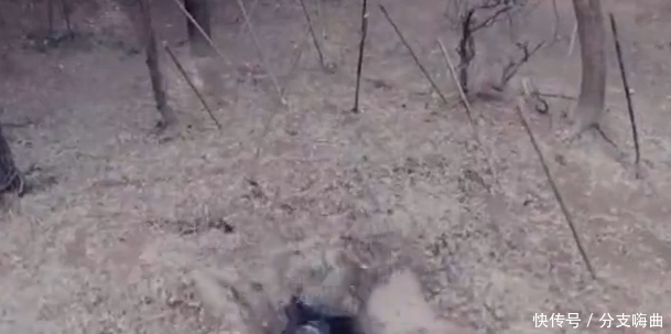 这部|厉害了我的作者,这部剧竟抄袭220部小说? 拓跋浚被李长乐捡漏