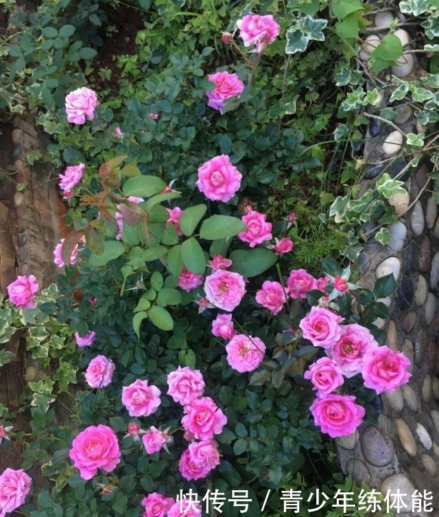 月季花苞越来越小趁着天热“剪几刀”，再次开花又大又密！