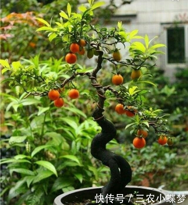 家中|怎样养护好家中的金弹子盆景