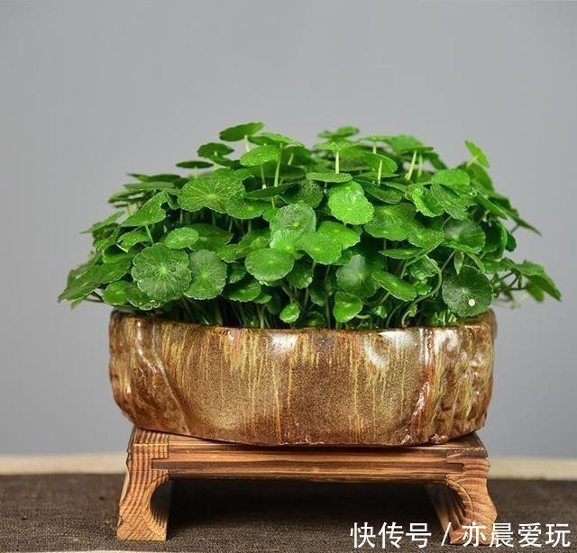 生活环境|铜钱草这样去管理，叶片圆润如翡翠，盆中长满大“铜钱”！
