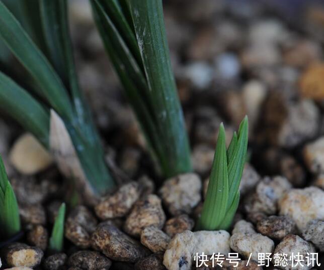 秋季兰花怎么养发芽快严格把控4个方面,新芽蹭蹭冒,花开爆盆