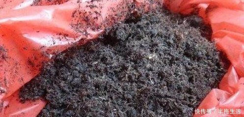 月季|月季繁殖新方法,扦插后用它来罩着,成活率100,不活你找我