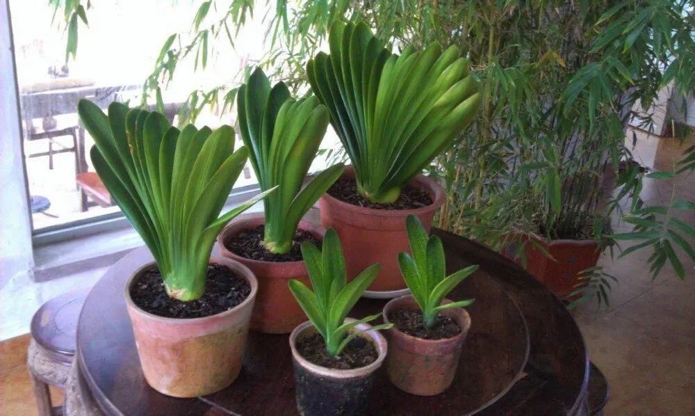 朋友|为啥很多朋友在家里养不好君子兰,有可能一开始就买错了