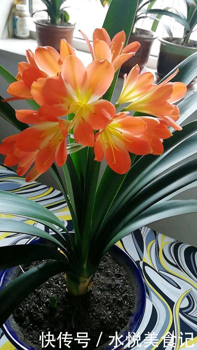 她给吊兰、君子兰喂2种肥,几月长出“萝卜根”,新芽新叶呼呼冒