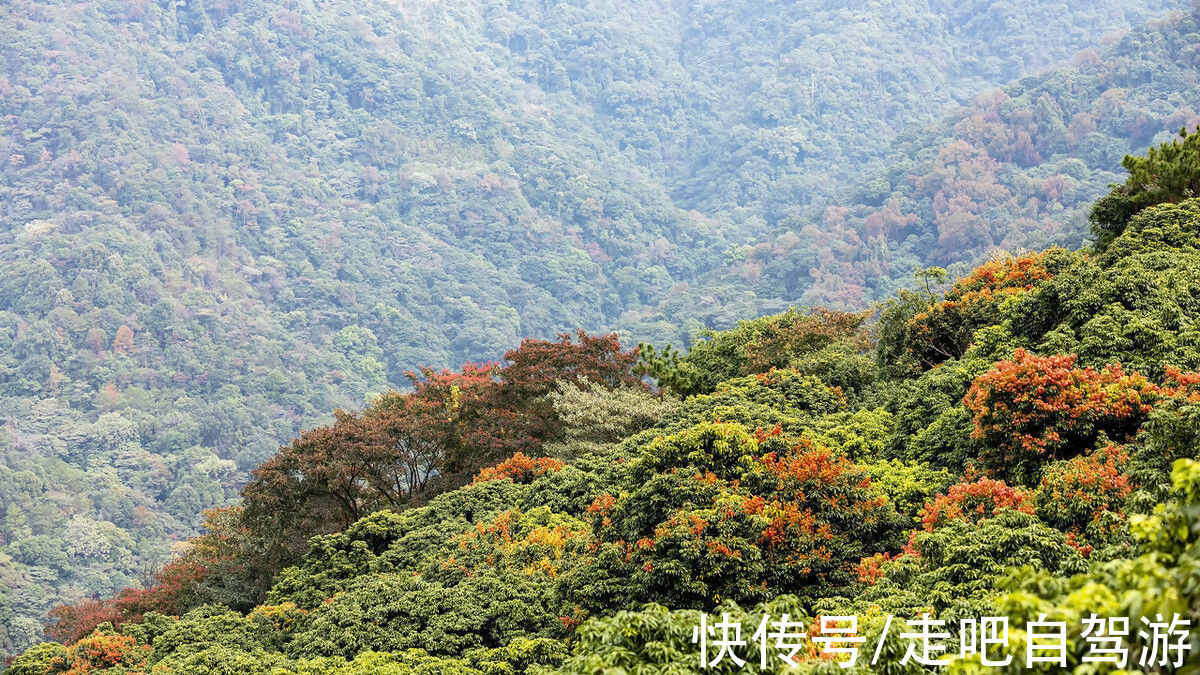 异木棉|这个自嘲只有夏天的省份，私藏了中国最丰满秋色，11、12月靓爆镜