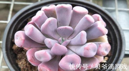 丘比特多肉养殖方法,丘比特多肉怎么养才能出好状态