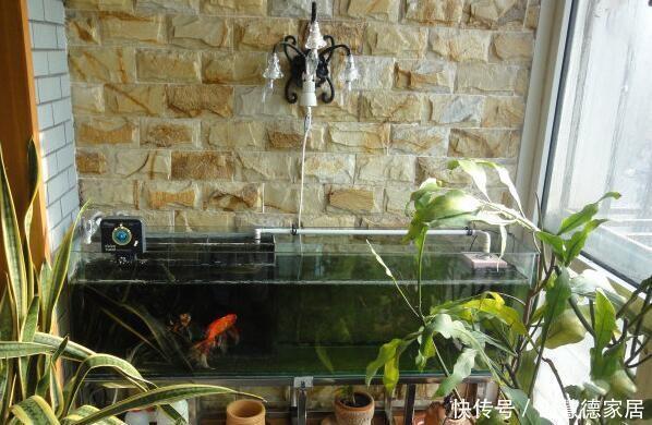 同意|打算在阳台砌鱼池,物业不同意,只好放个鱼缸,邻居看了赞不绝口