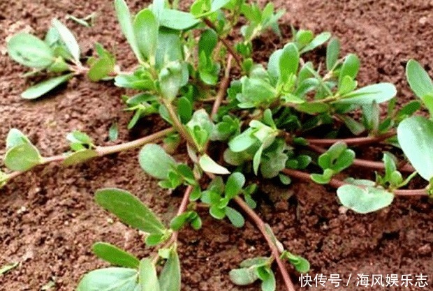 经常用马齿苋煮水喝,不出半个月,4件好事或许会不请自来