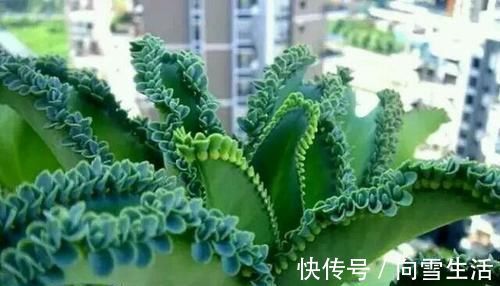 这2种花,有水就疯长,拦都拦不住,新手也会养,是盆栽佳品