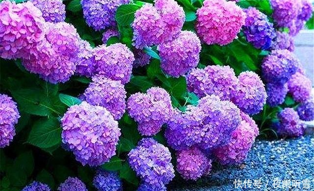 大花球|家庭养护无尽夏,只要“5步”,3个月长爆盆,开出蓝色大花球