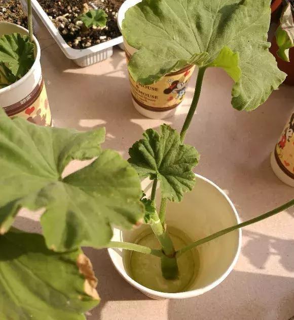 你还买这10种花别再乱花钱了,摘个叶子回家,过几天就变小苗了