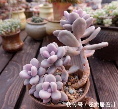 5种大普货多肉,养成老桩真过瘾,造型大气真迷人!