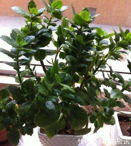 茂盛|想要长寿多开花,一遮一浇一喷就搞掂,30天不管“窜”满盆!