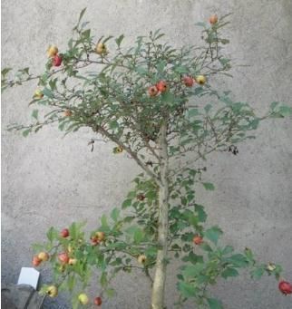 养花不如种水果,阳台栽两盆“健康果”,年底果子爆满盆