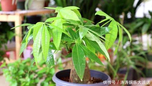 发黄|养发财树，做到这“2点”，嫩芽冒的多，开出花儿来，养好多年！