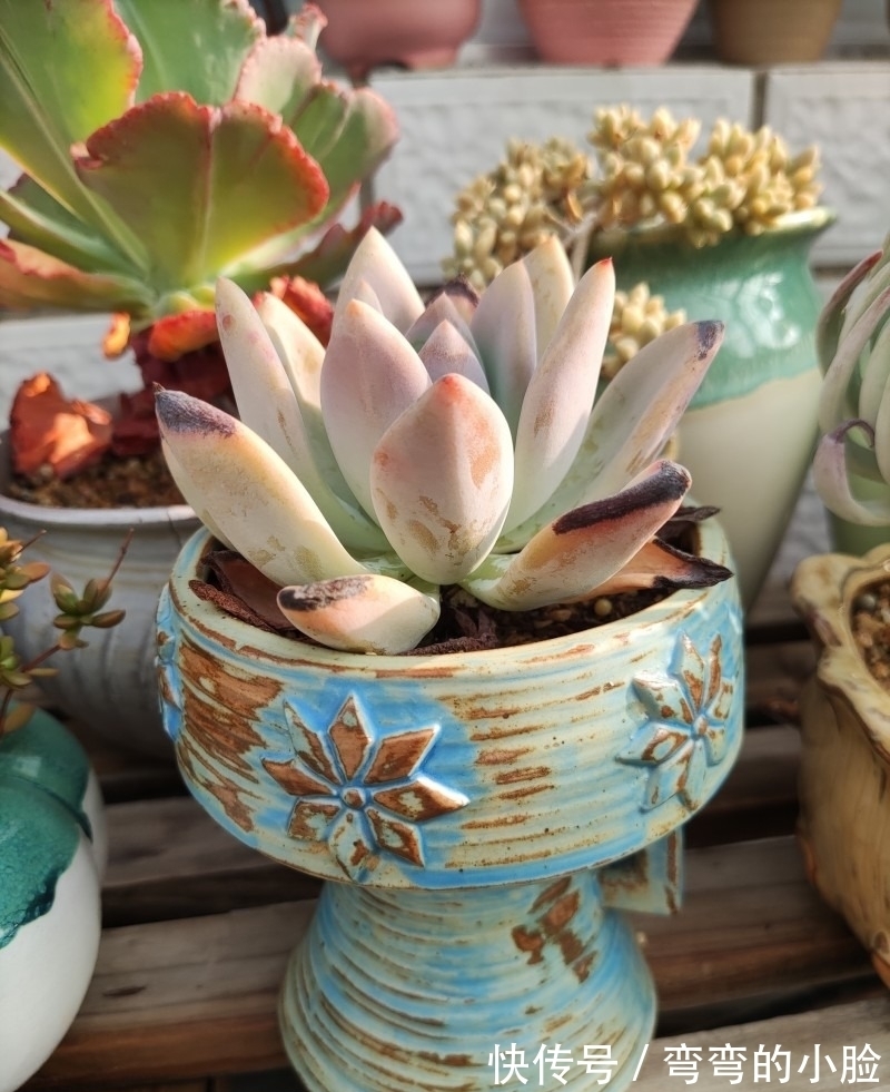 诺娃|有事没事看看多肉,才是度夏的基本保障