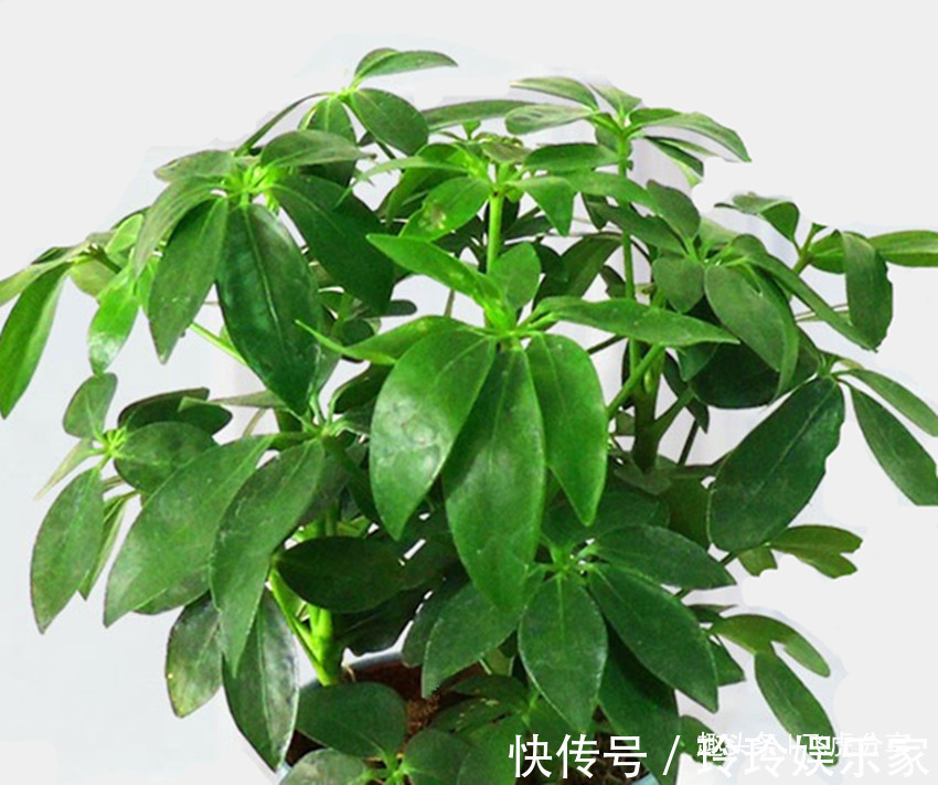 花卉|养花经验与心得，照着做，养啥花都不难，以后养花不求人