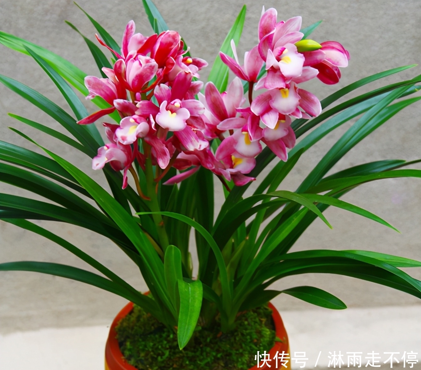 此兰花是“香花”之首，花香浓郁，色彩艳丽，开花一茬接一茬