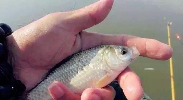 十钓九空原来这饵才是大鲫鱼的最爱，后悔没早一点发现