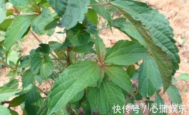 铁苋菜|这种被人称为补血菜,长寿菜,野生的已经很少见了!