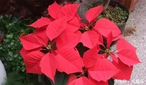 严禁入室的花,看完吓一跳你家里有木有