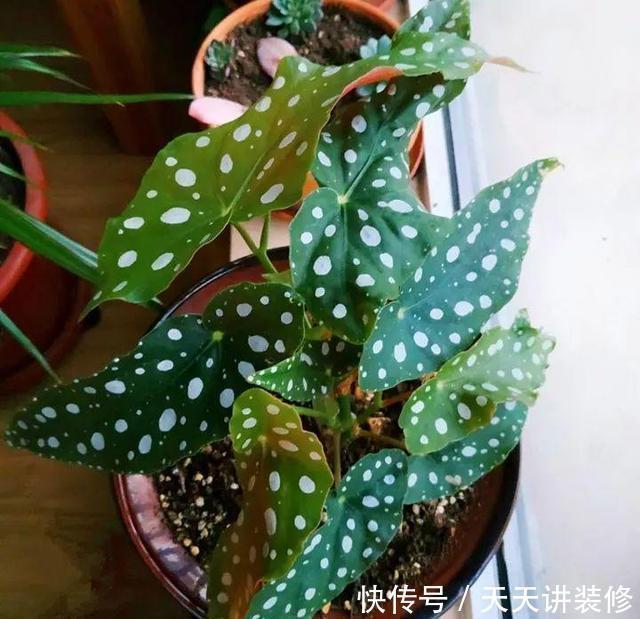 绿萝|13种耐阴花卉,光照不足也能生长旺盛,开花茂密