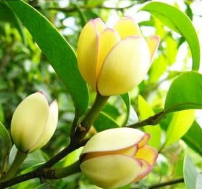 漂亮|4种“漂亮花”,好打理,易爆盆,花开不断,个个美出状态