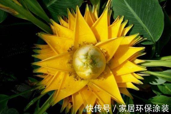 从8月8日开始 家养此款花卉 花大色艳胜玫瑰 花开枝繁叶茂 粉紫色