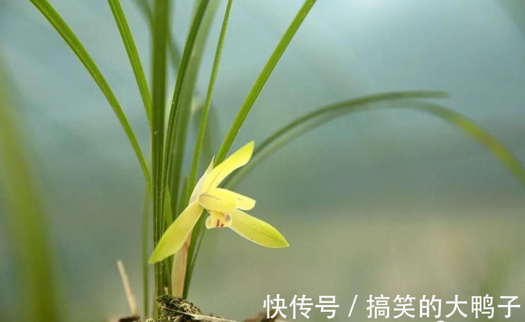 频繁者|兰花几天浇一次水?3天浇一次,和15天浇一次有区别吗