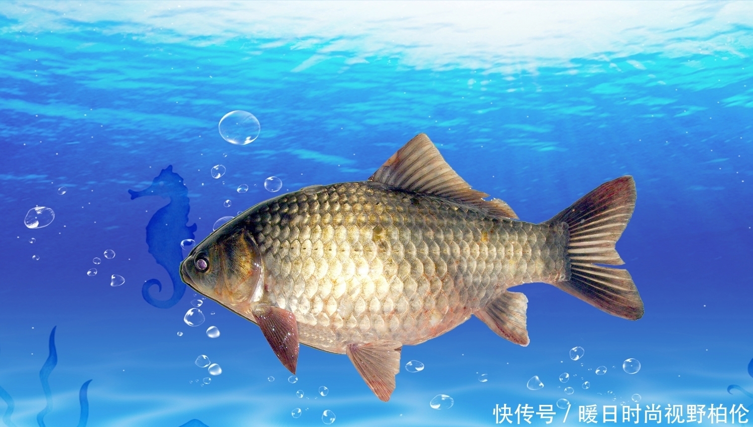 技巧|夏天的大鲫鱼最喜欢吃什么味型的鱼饵?夏天钓大鲫鱼的有效技巧