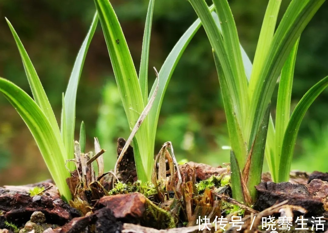 兰花|这样的兰花,无论怎么施肥都不开花,磷酸二氢钾也不行