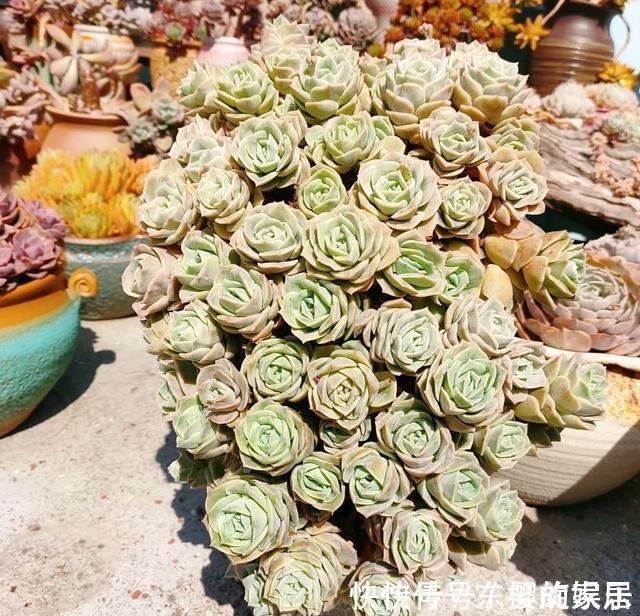 可爱玫瑰|养多肉也得会模仿,看看这颗可爱玫瑰的悬崖桩,我也想养成这样