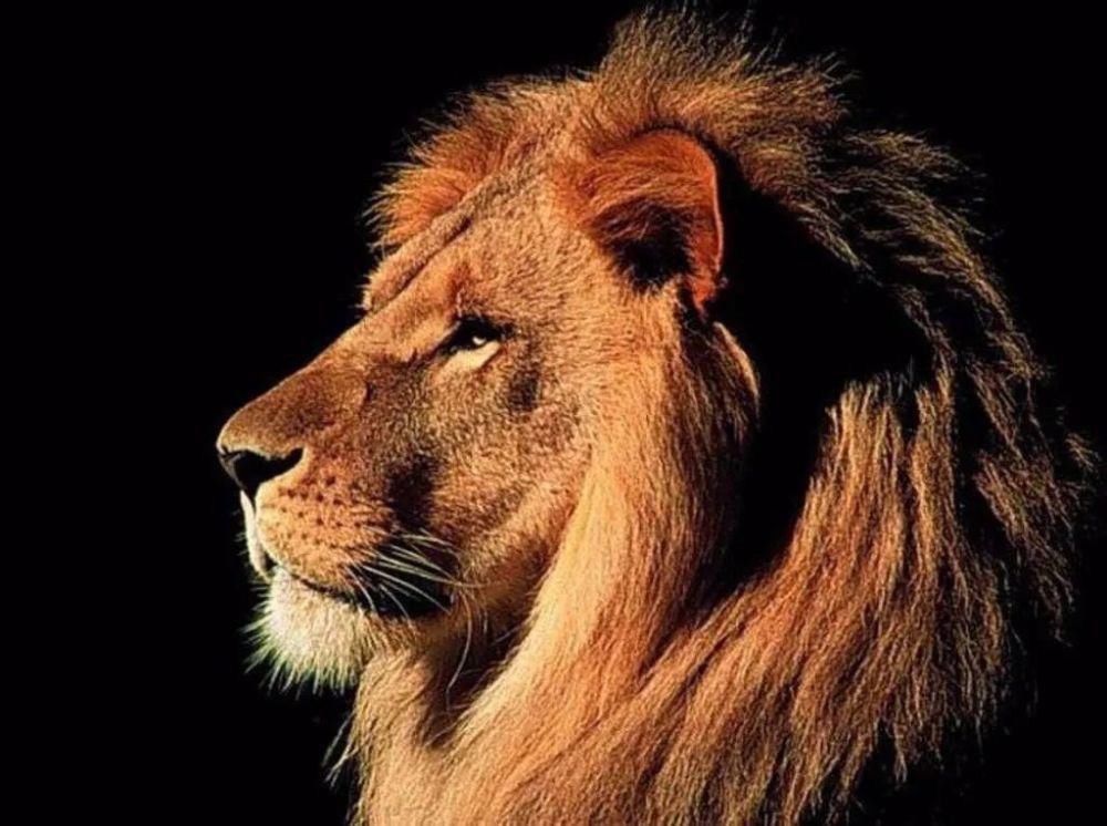 进献狮子|这个进口物种,成了玉雕师创作的香饽饽!