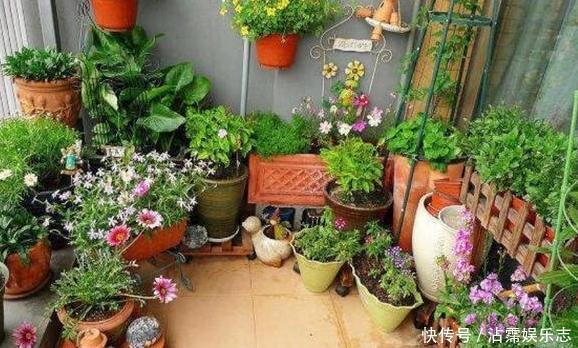 家里的盆栽花期不开花、还枯死了,是啥原因答案在这里